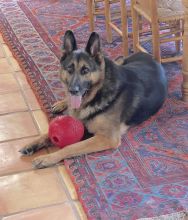 Casey, a black and tan german shepherd