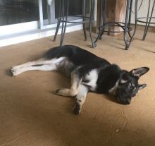 Cayman, a sleepy black and tan german shepherd