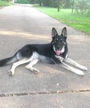 Cayman, a black and tan german shepherd