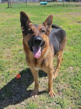 Cedrick, a black and tan german shepherd smiling