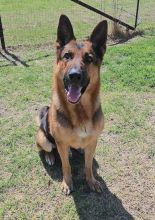 Cedrick, a black and tan german shepherd sitting