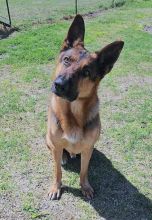 Cedrick, a black and tan german shepherd with his head tilting