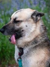 Chance, a black and tan german shepherd with his tongue out