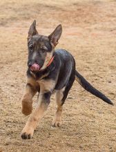 Charley, a black and tan german shepherd puppy