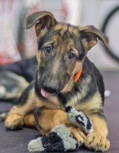 Charley, a black and tan german shepherd puppy