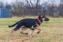 Charley, a black and tan german shepherd puppy