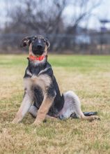 Charley, a black and tan german shepherd puppy