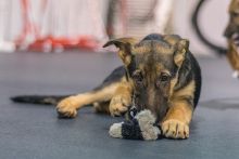 Charley, a black and tan german shepherd puppy