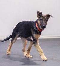 Charley, a black and tan german shepherd puppy