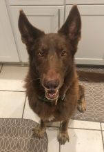 Charlie Brown, a liver colored german shepherd