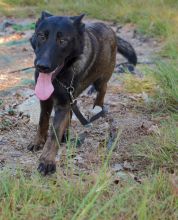 Chip, a black and sliver german shepherd