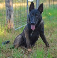 Chip, a black and sliver german shepherd