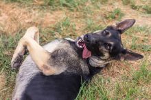 Chloe, a black and tan german shepherd