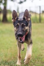 Chloe, a black and tan german shepherd