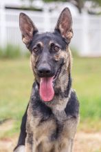 Chloe, a black and tan german shepherd