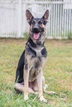 Chloe, a black and tan german shepherd