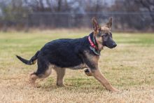 Chloe, a black and tan german shepherd puppy