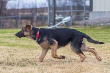 Chloe, a black and tan german shepherd puppy