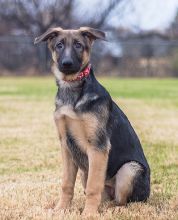 Chloe, a black and tan german shepherd puppy