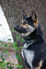 Cooper, a black and tan german shepherd