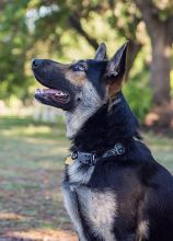 Cooper, a black and tan german shepherd