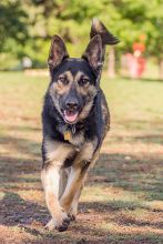 Cooper, a running  black and tan german shepherd