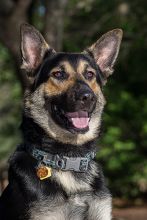 Cooper, a black and tan german shepherd