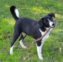 Black and white border collie mix chewing on a stick - side view