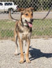 Brown and tan shepherd mix standing