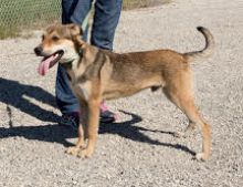 Side view of brown and tan shepherd mix