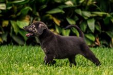 Dahlia, a small black and tan german shepherd puppy