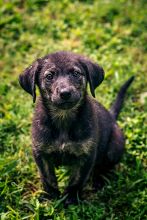 Dahlia, a small black and tan german shepherd puppy