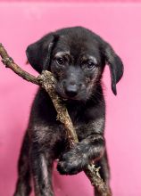 Dahlia, a small black and tan german shepherd puppy with a stick