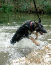 Daisy, a black and tan shepherd leaping through the water