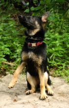 Daisy, a black and tan shepherd