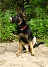 Daisy, a black and tan shepherd