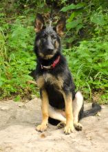 Daisy, a black and tan shepherd