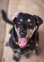 Dallas, a black and brindle german shepherd mix puppy