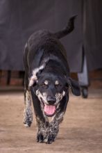Dallas, a black and brindle german shepherd mix puppy