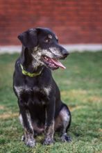 Dallas, a black and brindle german shepherd mix puppy