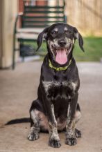 Dallas, a black and brindle german shepherd mix puppy
