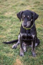 Dallas, a black and brindle german shepherd mix puppy