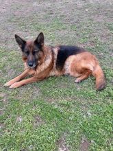 Delores, a beautiful black and tan german shepherd