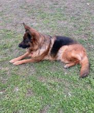 Delores, a beautiful black and tan german shepherd