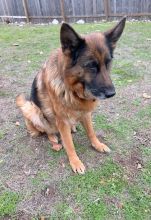 Delores, a beautiful black and tan german shepherd