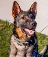 Diego, a sable german shepherd