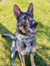 Diego, a sable german shepherd