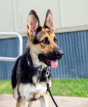 Dixie. a black and tan German Shepherd