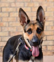 Dixie. a black and tan German Shepherd