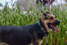 Dixie. a black and tan German Shepherd